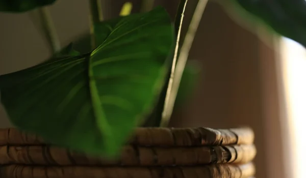 decoracion_natural